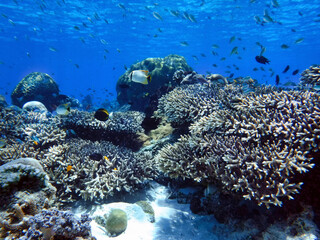 Naklejka na ściany i meble Indonesia Alor Island - Coral reef with fish