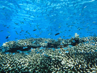 Naklejka na ściany i meble Indonesia Alor Island - Coral reef with fish