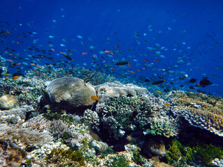 Indonesia Alor Island - Colorful coral reef with fish