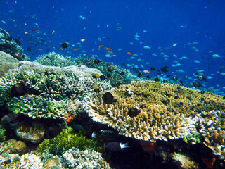 Indonesia Alor Island - Colorful coral reef with fish