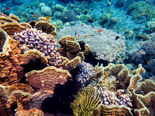 Indonesia Alor Island - Colorful coral reef with fish