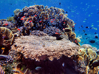 Fototapeta na wymiar Indonesia Alor Island - Colorful coral reef with fish