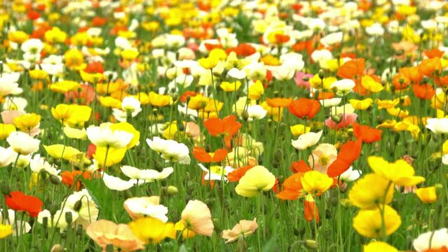 colorful poppy flower garden