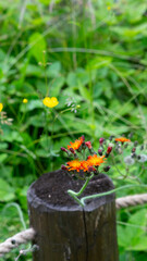 beautiful multicolored summer flowers with a blurry background.