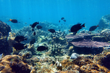 Indonesia Sumbawa - Colorful coral reef with tropical fish