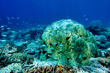 Indonesia Sumbawa - Colorful coral reef with tropical fish
