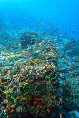 Plakat Indonesia Sumbawa - Colorful coral reef with tropical fish