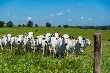 Gado pastando em area rural