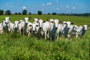 Gado pastando em area rural © Rodrigo Demar
