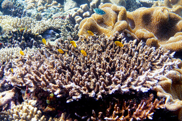 Indonesia Sumbawa - Colorful coral reef with tropical fish