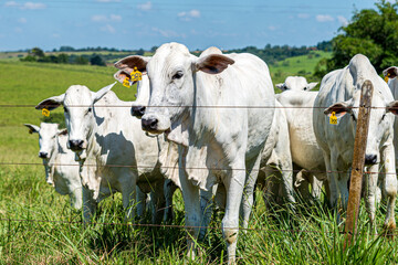 Gado pastando em area rural