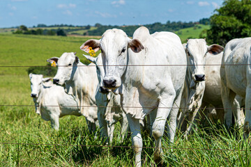 Gado pastando em area rural