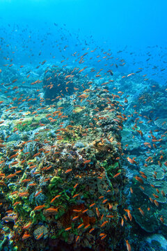 Indonesia Sumbawa - Colorful coral reef with tropical fish