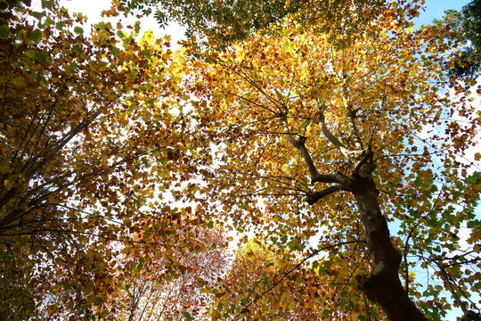 秋のアメリカスズカケノキのカラフルな紅葉