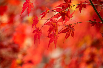 단풍나무가 있는 가을 감성사진
