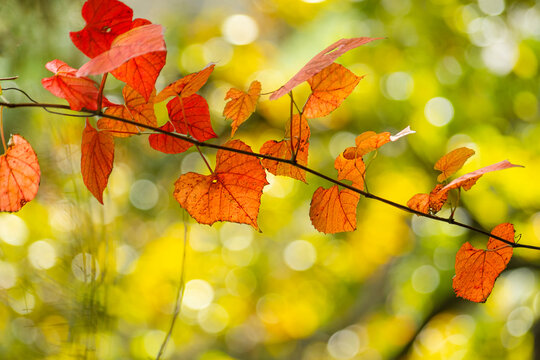 단풍나무가 있는 가을 감성사진