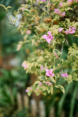 Close-up view of Bougainvillea flowers and leaves with green background