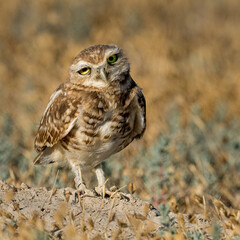 Burrowing Owls perform near their man made burrows.