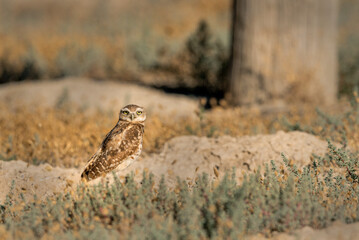 Burrowing Owls perform near their man made burrows.