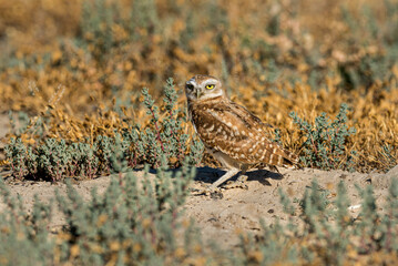 Burrowing Owls perform near their man made burrows.
