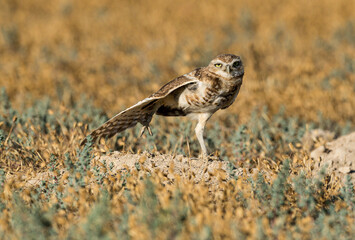 Burrowing Owls perform near their man made burrows.