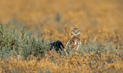 Burrowing Owls perform near their man made burrows.