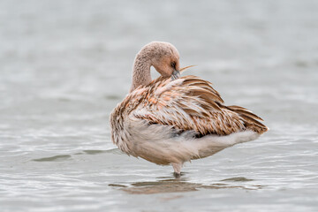 Flamingo in the water