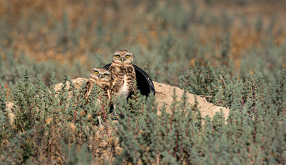 Burrowing Owls perform near their man made burrows.