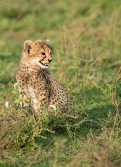 Cheetahs roaming the plains of Tanzania hunting for Wildebeest during the great migration
