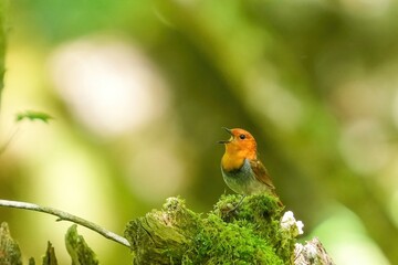 木漏れ日浴びながら大きな声でさえずるコマドリ成鳥 オス