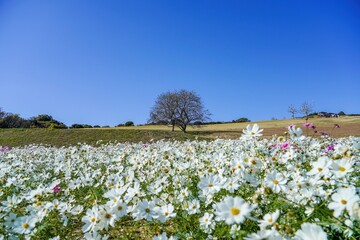 満開の白いコスモス咲く丘の情景＠淡路島、兵庫