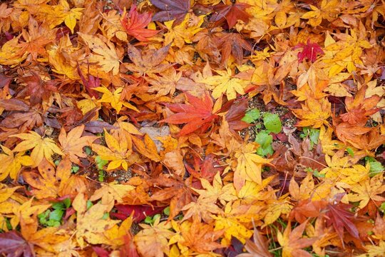 カラフルな落ち葉の絨毯＠神戸、兵庫