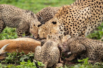 Cheetahs roaming the plains of Tanzania hunting for Wildebeest during the great migration