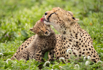 Cheetahs roaming the plains of Tanzania hunting for Wildebeest during the great migration
