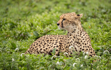 Naklejka na ściany i meble Cheetahs roaming the plains of Tanzania hunting for Wildebeest during the great migration