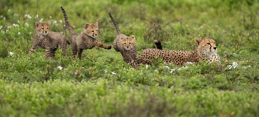 Cheetahs roaming the plains of Tanzania hunting for Wildebeest during the great migration