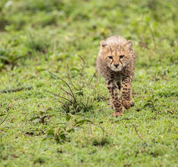 Cheetahs roaming the plains of Tanzania hunting for Wildebeest during the great migration