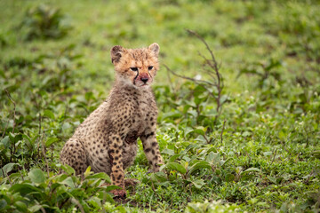 Cheetahs roaming the plains of Tanzania hunting for Wildebeest during the great migration