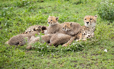 Cheetahs roaming the plains of Tanzania hunting for Wildebeest during the great migration