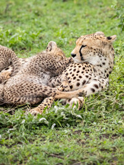 Cheetahs roaming the plains of Tanzania hunting for Wildebeest during the great migration