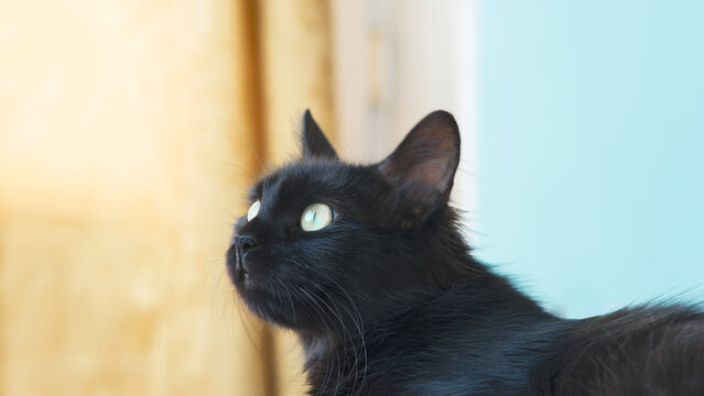 Portrait of a beautiful black cat