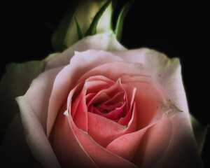 Pink rose close-up on dark black background