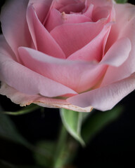 Pink rose close-up on dark black background