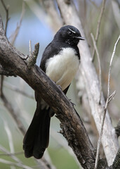 Willie wagtail bird sitting on a tree branch