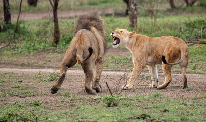 Lions Roaming the Plains of Tanzania