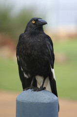 Pied currawong bird sitting on a post in a park