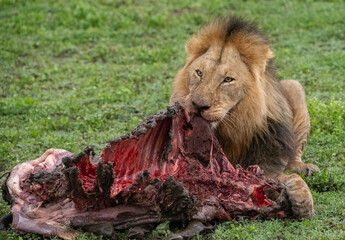 Lions Roaming the Plains of Tanzania