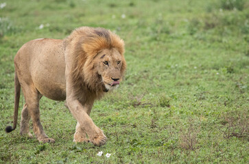 Lions Roaming the Plains of Tanzania