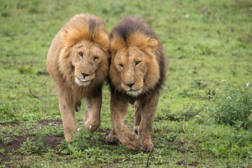 Lions Roaming the Plains of Tanzania
