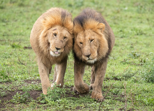Lions Roaming the Plains of Tanzania